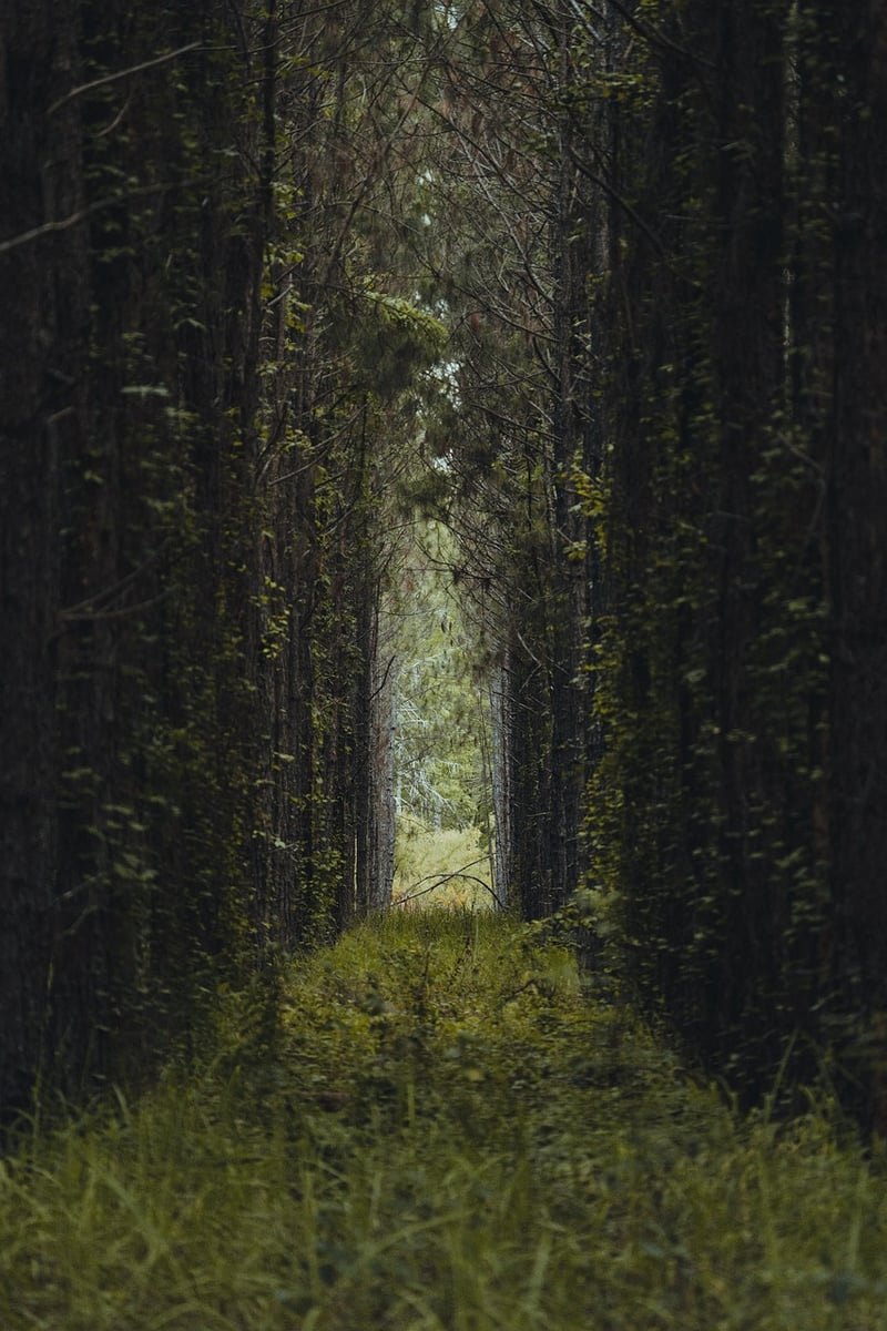 Mossy pathways and greenery